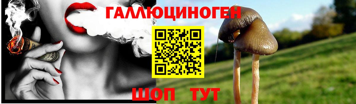 Псилоцибиновые грибы Psilocybine cubensis Петропавловск-Камчатский